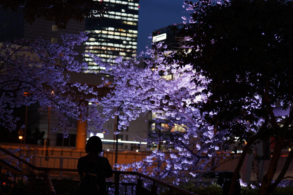 東京ガーデンテラス紀尾井町の桜